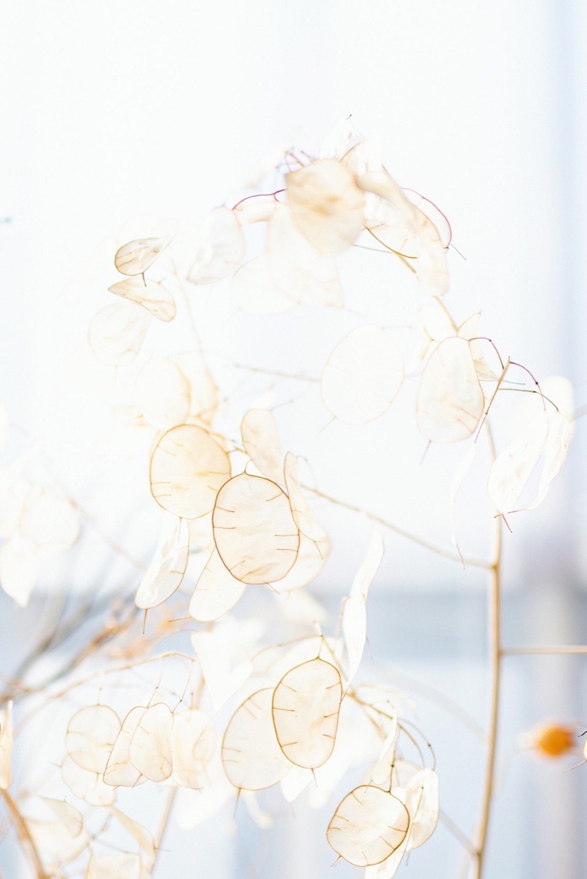 Opaska „Lunaria”